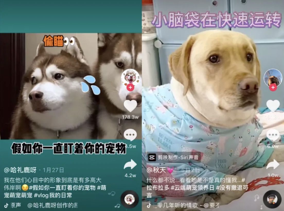 快手买卖宠物
