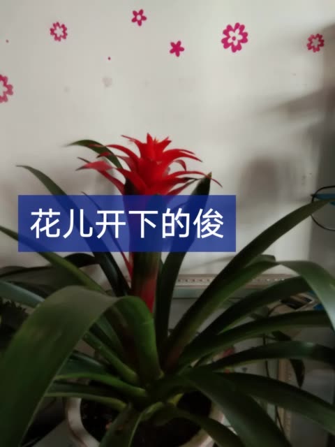 交易快手号