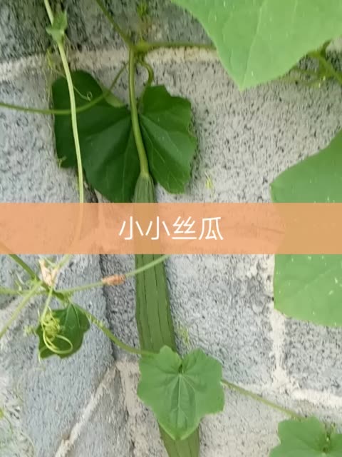 快手主要运营成本