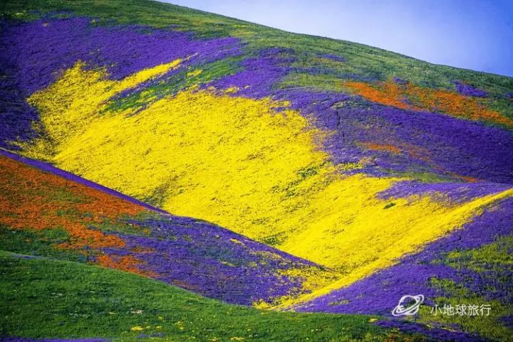 抖音绚烂花海出售