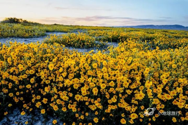 抖音绚烂花海出售