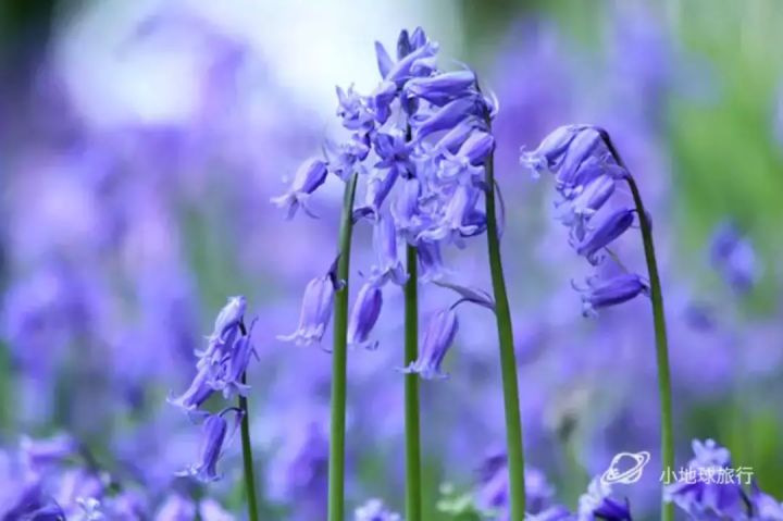 抖音绚烂花海出售