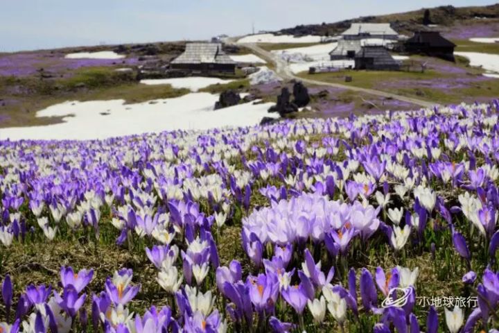 抖音绚烂花海出售