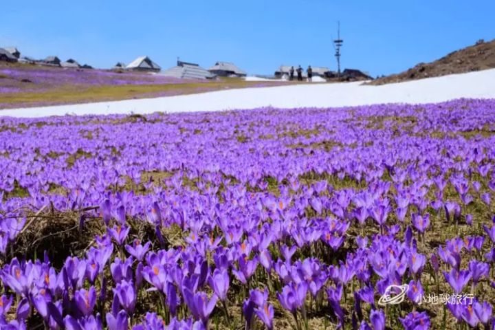 抖音绚烂花海出售