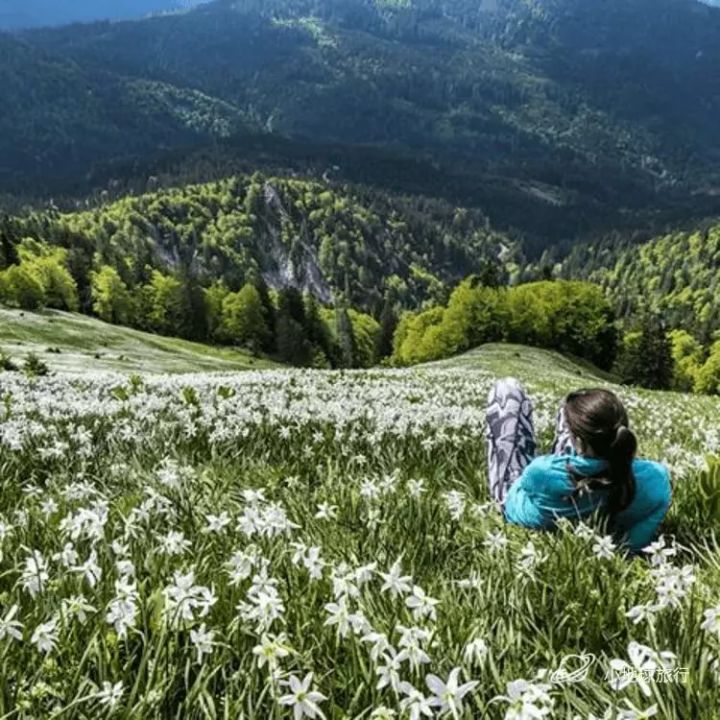 抖音绚烂花海出售