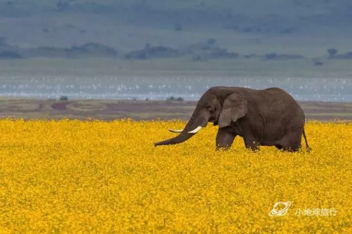 抖音绚烂花海出售