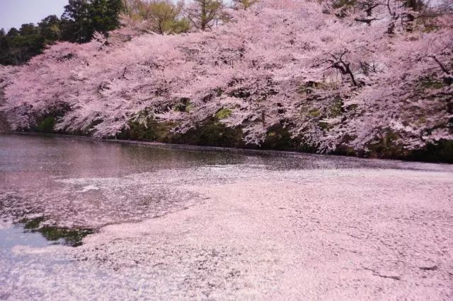 抖音绚烂花海出售